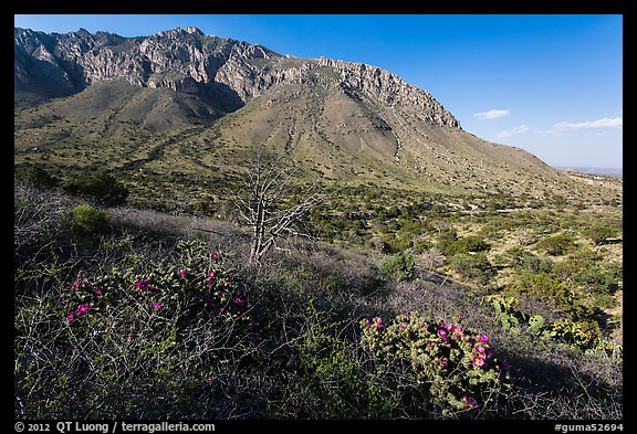 Cactus and mountains. Guadalupe Mountains National Park (color)