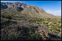 Cactus and mountains. Guadalupe Mountains National Park ( color)