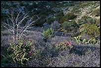 Cactus, bare thorny shrubs. Guadalupe Mountains National Park, Texas, USA. (color)
