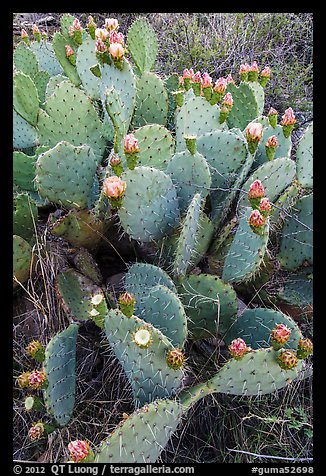 Blooming Prickly Pear cactus. Guadalupe Mountains National Park, Texas, USA.