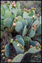Blooming Prickly Pear cactus. Guadalupe Mountains National Park, Texas, USA. (color)
