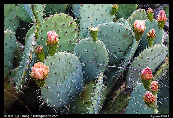 Close up of cactus and blooms. Guadalupe Mountains National Park, Texas, USA.