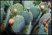 Close up of cactus and blooms. Guadalupe Mountains National Park, Texas, USA. (color)