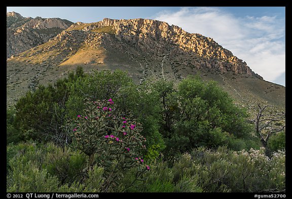 Cactus, trees, and Hunter Peak. Guadalupe Mountains National Park, Texas, USA.