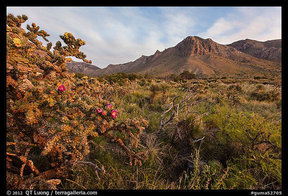 Cactus with blooms and Hunter Peak at sunrise. Guadalupe Mountains National Park (color)