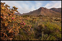 Cactus with blooms and Hunter Peak at sunrise. Guadalupe Mountains National Park, Texas, USA. (color)