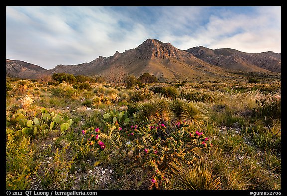 Chihuahan desert cactus and mountains. Guadalupe Mountains National Park, Texas, USA.