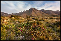 Chihuahan desert cactus and mountains. Guadalupe Mountains National Park, Texas, USA. (color)