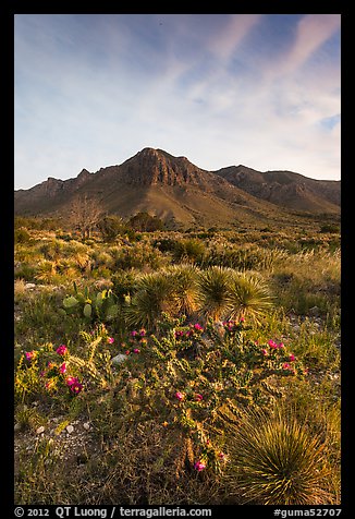 Sucullent and shrub desert below mountains at sunrise. Guadalupe Mountains National Park (color)