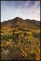 Sucullent and shrub desert below mountains at sunrise. Guadalupe Mountains National Park, Texas, USA. (color)