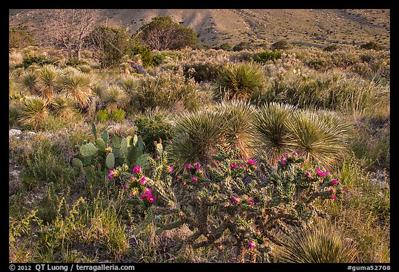 Blooming cactus and sucullent plants. Guadalupe Mountains National Park (color)