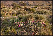 Blooming cactus and sucullent plants. Guadalupe Mountains National Park ( color)