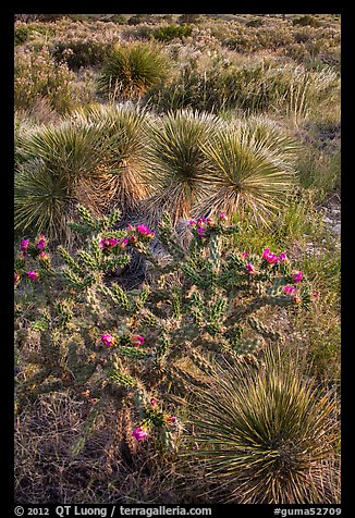 Cactus in bloom and Chihuahan desert plants. Guadalupe Mountains National Park, Texas, USA.