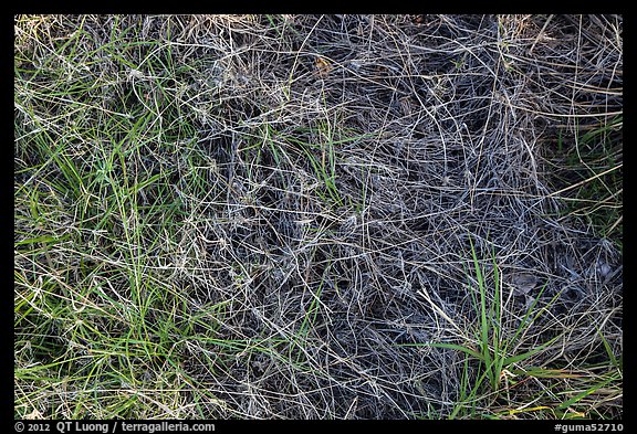 Grasses close-up. Guadalupe Mountains National Park (color)