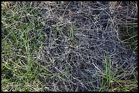 Grasses close-up. Guadalupe Mountains National Park, Texas, USA.