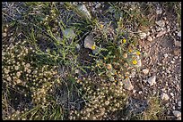 Close-up of desert floor with annual flowers. Guadalupe Mountains National Park, Texas, USA. (color)