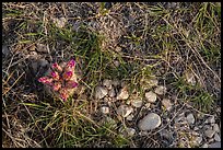 Close-up of desert floor with grasses and bloom. Guadalupe Mountains National Park, Texas, USA.