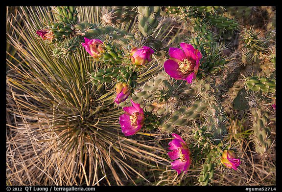 Close up of pink cactus blooms. Guadalupe Mountains National Park (color)