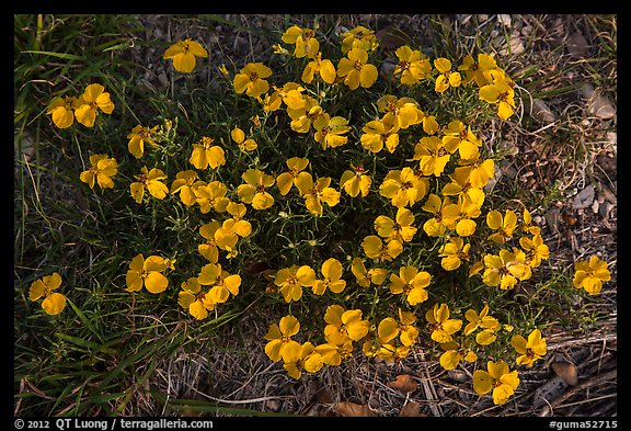 Yellow desert flowers close-up. Guadalupe Mountains National Park (color)