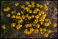 Yellow desert flowers close-up. Guadalupe Mountains National Park ( color)