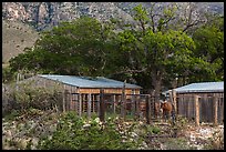 Frijole Ranch stables. Guadalupe Mountains National Park, Texas, USA. (color)