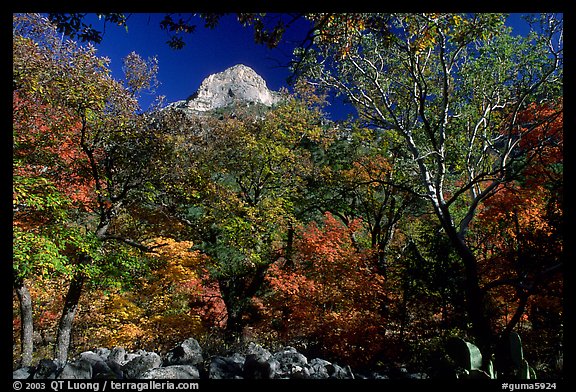 Limestone Peak framed by trees in fall colors in McKitterick Canyon. Guadalupe Mountains National Park, Texas, USA.