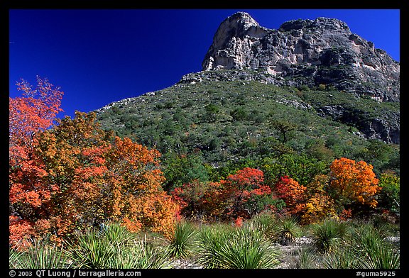 Trees in fall colors and peak in McKitterick Canyon. Guadalupe Mountains National Park, Texas, USA.
