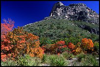 Trees in fall colors and peak in McKitterick Canyon. Guadalupe Mountains National Park, Texas, USA.