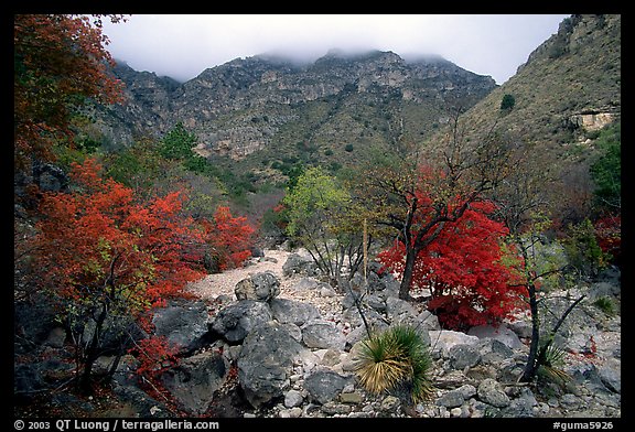 Pine Spring Canyon in fall. Guadalupe Mountains National Park, Texas, USA.