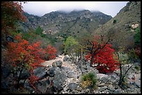 Pine Spring Canyon in fall. Guadalupe Mountains National Park, Texas, USA.