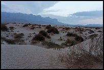 Low dunes and desert shrubs fading into the blue silhouette of the distant mountains at dusk. Guadalupe Mountains National Park ( color)