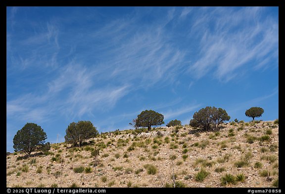Sparse trees lining a ridgeline beneath streaks of high cirrus clouds, Dog Canyon. Guadalupe Mountains National Park (color)