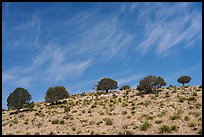 Sparse trees lining a ridgeline beneath streaks of high cirrus clouds, Dog Canyon. Guadalupe Mountains National Park ( color)