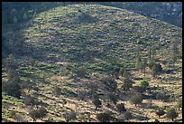 Dense mosaic of shrubs and conifers climbing a rocky mountainside, Dog Canyon. Guadalupe Mountains National Park ( color)