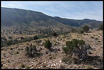 Dog Canyon. Guadalupe Mountains National Park ( color)