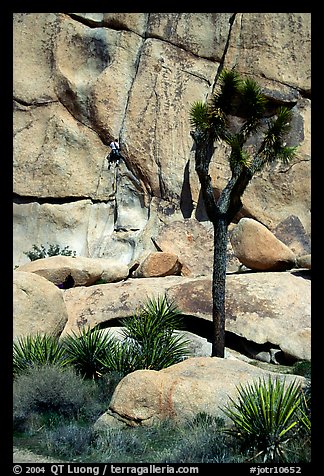 Joshua tree and rock with climber. Joshua Tree National Park, California, USA.