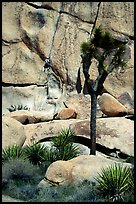 Joshua tree and rock with climber. Joshua Tree National Park, California, USA. (color)