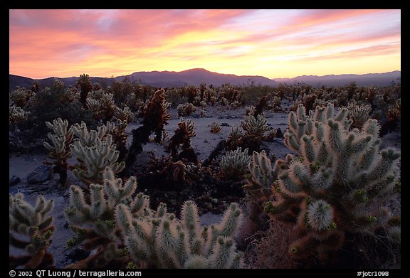 Cholla cactus garden, sunrise. Joshua Tree  National Park, California, USA.