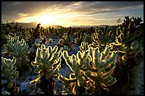 [open edition]   Cholla cactus garden, sunrise. Joshua Tree  National Park, California, USA.