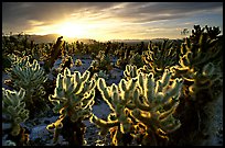 Pictures of Joshua Tree NP