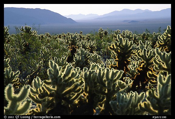 Cholla cactus garden, early morning. Joshua Tree National Park, California, USA.