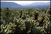 Cholla cactus garden, early morning. Joshua Tree National Park, California, USA. (color)