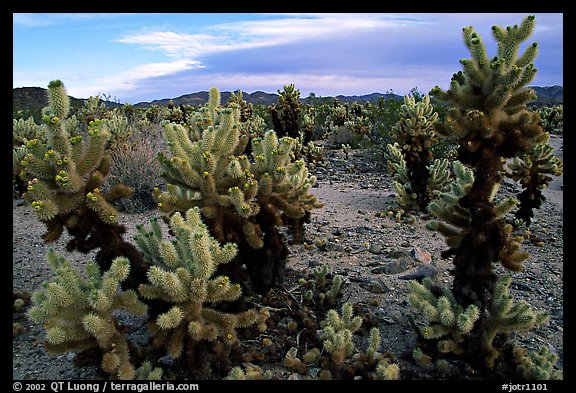 Cholla cactus garden. Joshua Tree National Park (color)