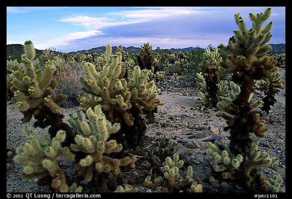 Cholla cactus garden. Joshua Tree National Park, California, USA.