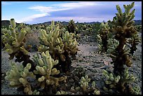Cholla cactus garden. Joshua Tree National Park, California, USA.