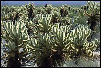 Jumping cholla cactus. Joshua Tree National Park, California, USA.