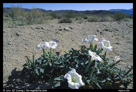 Dune Primerose. Joshua Tree National Park (color)