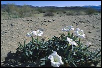 Dune Primerose. Joshua Tree National Park, California, USA. (color)