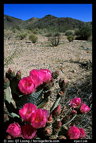 Beavertail Cactus in bloom. Joshua Tree National Park, California, USA.