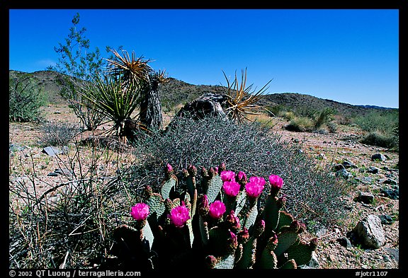Beavertail Cactus in bloom. Joshua Tree  National Park, California, USA.